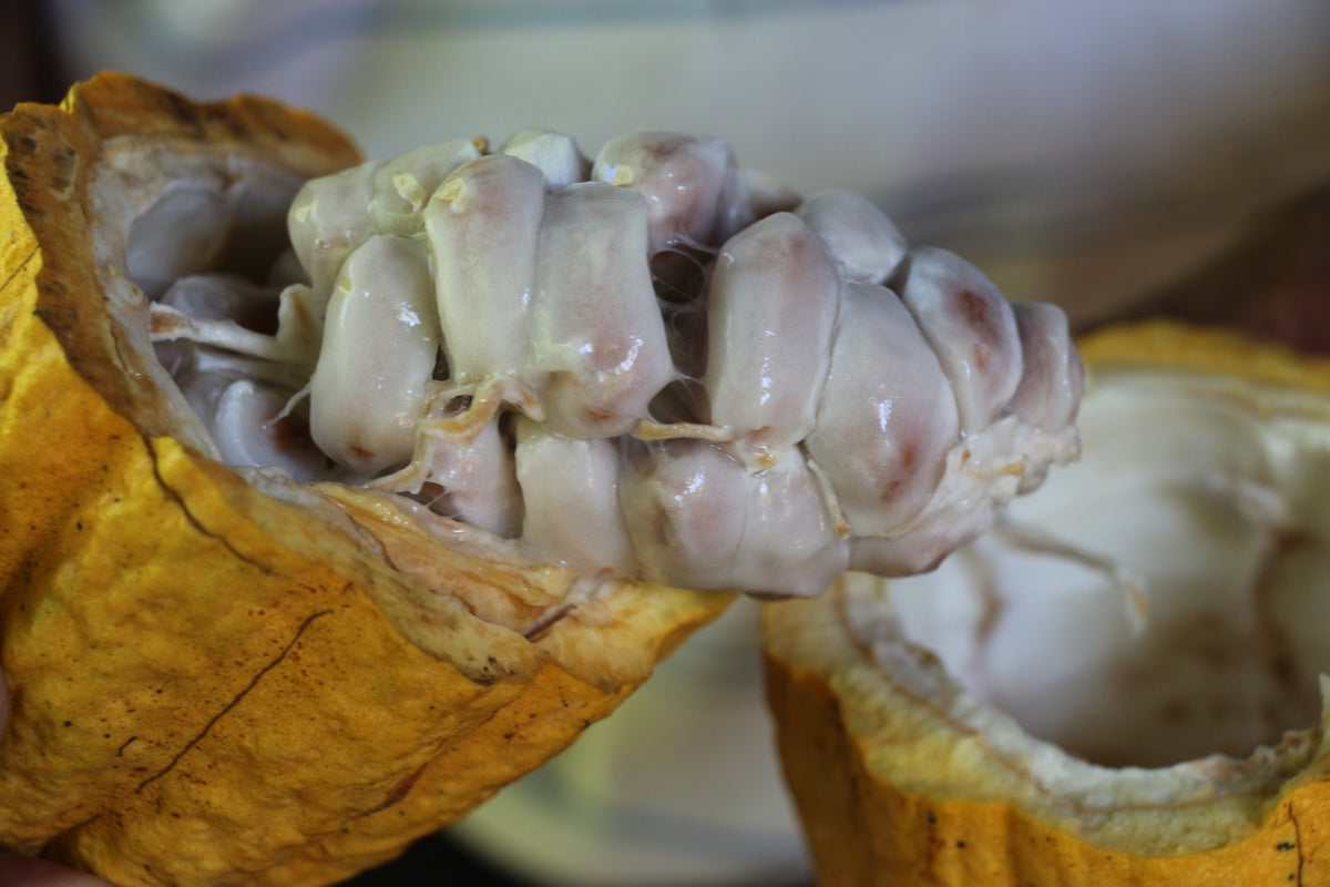 Mazorca de cacao abierta con semillas y pulpa