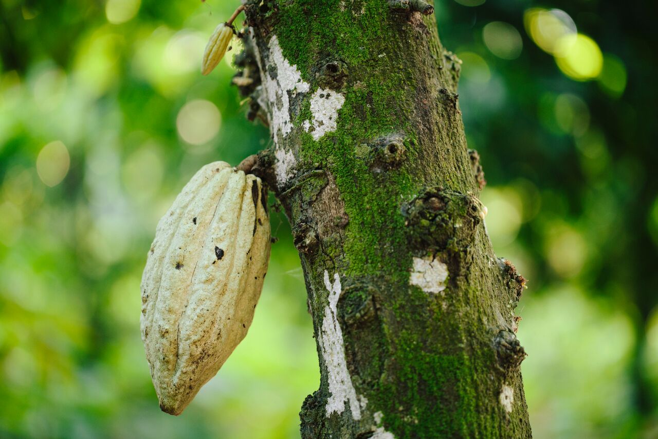 Tipo de cacao: Criollo/Trinitario. Origen Único. Región: Soconusco, Chiapas, México.