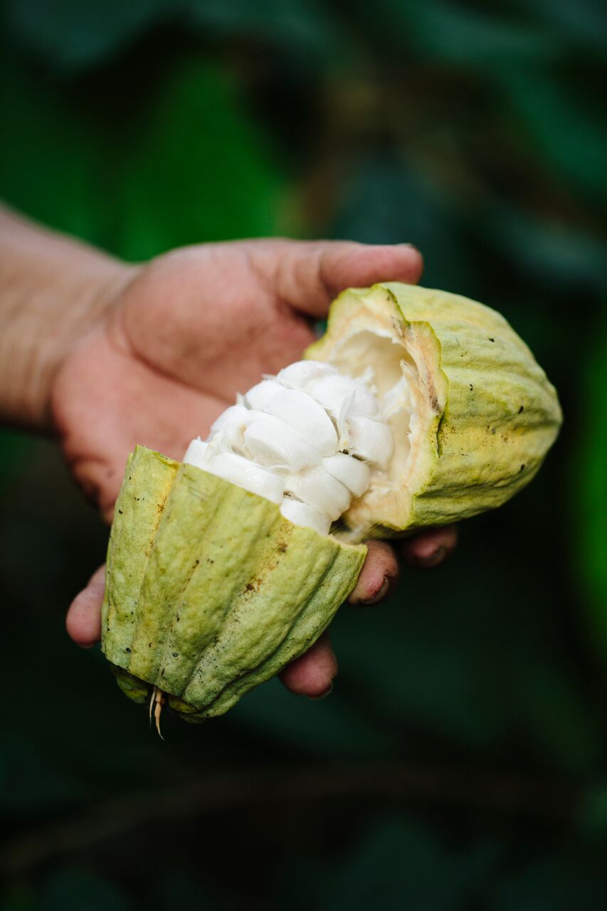 Tipo de cacao: Criollo/Trinitario. Finca: "El Paraíso".  Región: Soconusco, Chiapas, México.