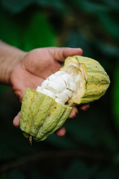 Tipo de cacao: Criollo/Trinitario. Finca: "El Paraíso".  Región: Soconusco, Chiapas, México.