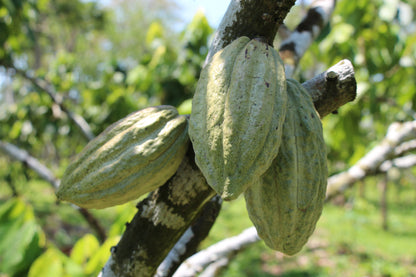 Tipo de cacao: Criollo blanco. Finca: “La Joya”. Región: Cunduacán, Tabasco, México. 