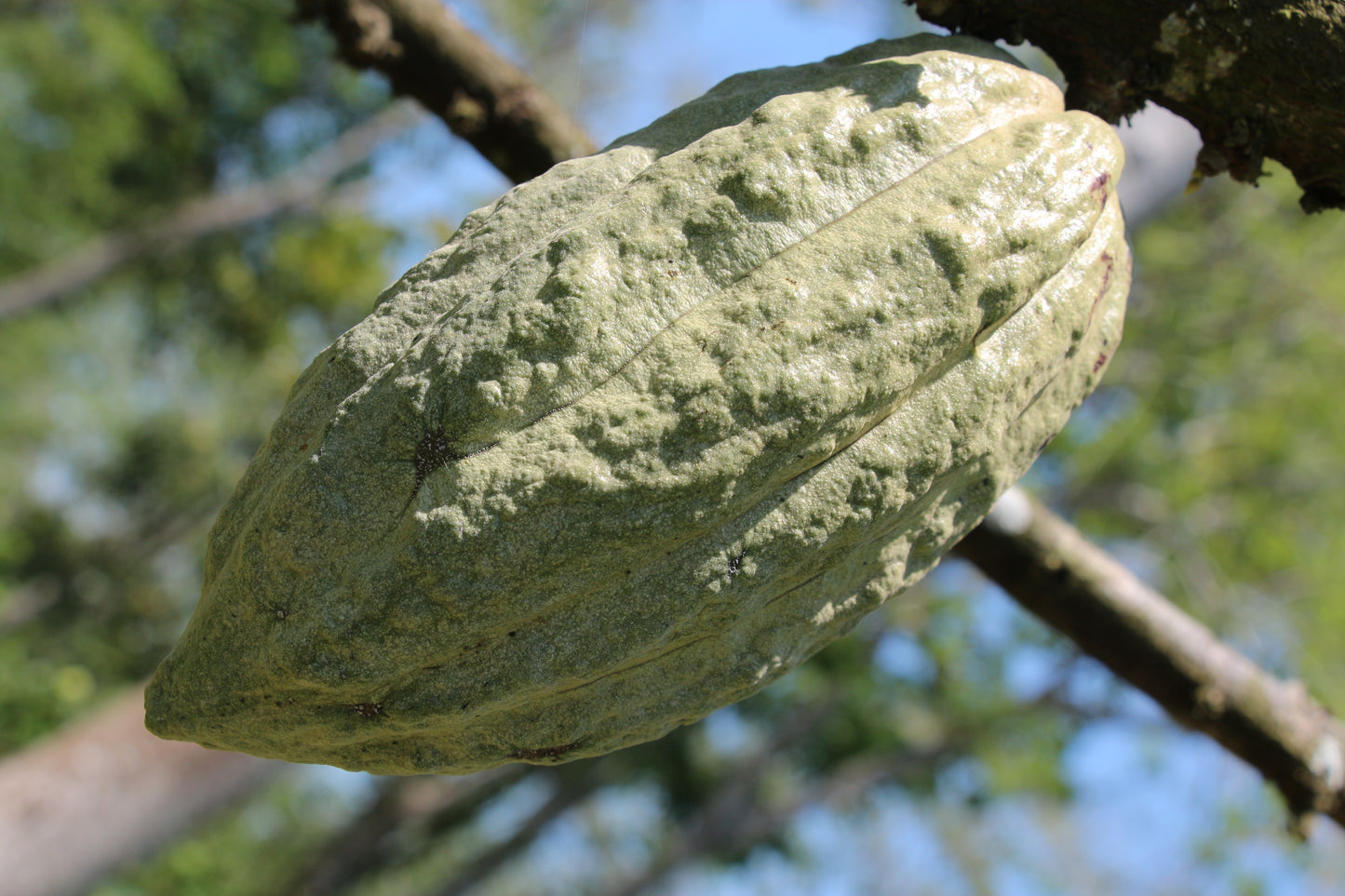 Tipo de cacao: Criollo blanco. Finca: “Frida”. Región: Tapachula, Chiapas, México. 