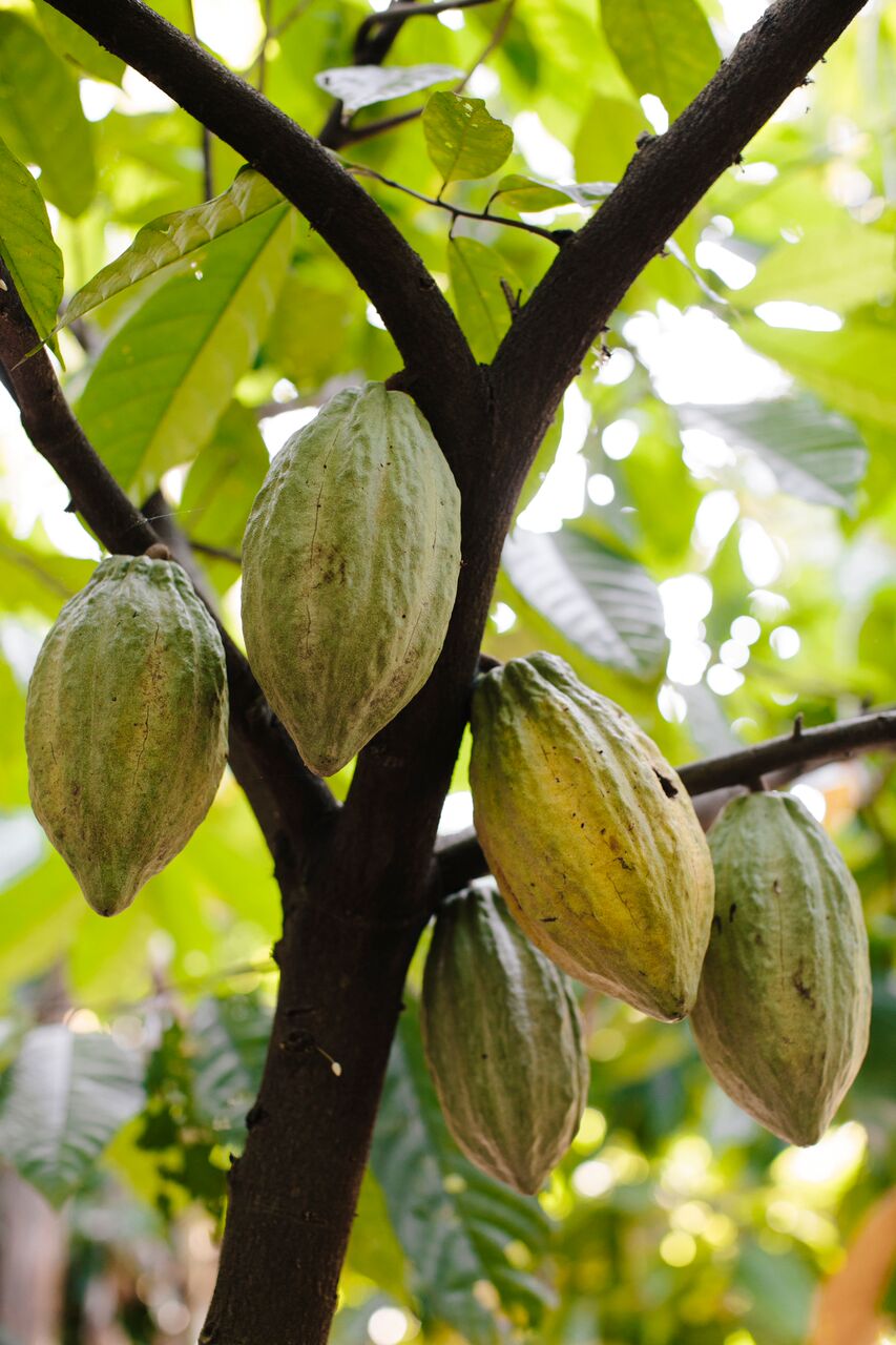 Mazorcas de cacao. Tipo de cacao: Criollo/Trinitario. Finca: "Cuatro Hermanos". Región: Soconusco, Chiapas, México.
