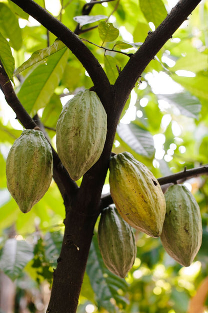 Mazorcas de cacao. Tipo de cacao: Criollo/Trinitario. Finca: "Cuatro Hermanos". Región: Soconusco, Chiapas, México.